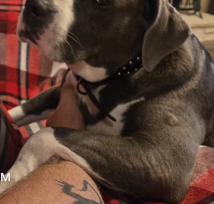Photo of Puddin