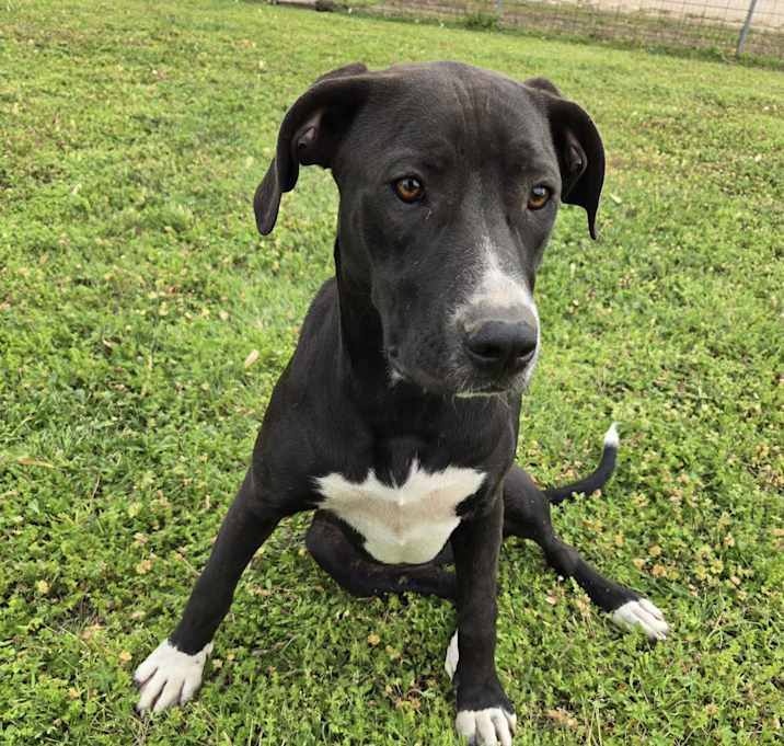 Photo of Tippy