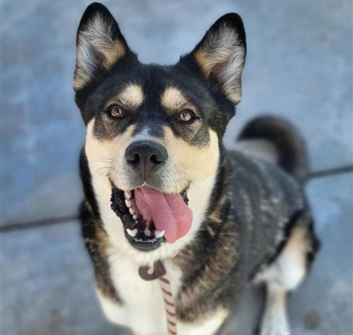 Photo of Ranger
