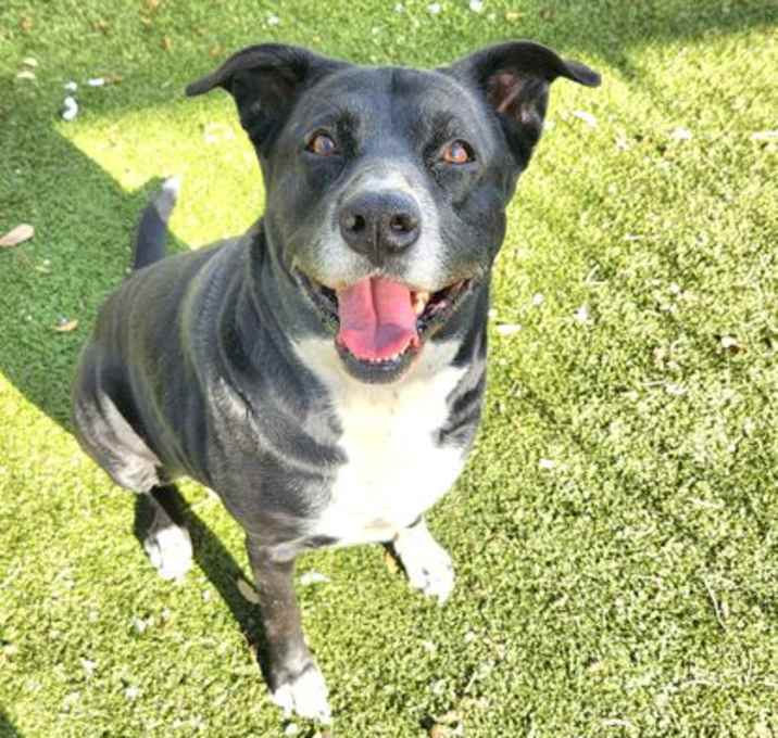 Photo of SHEBA