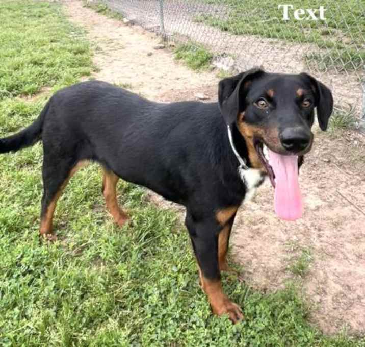 Photo of GOOSE