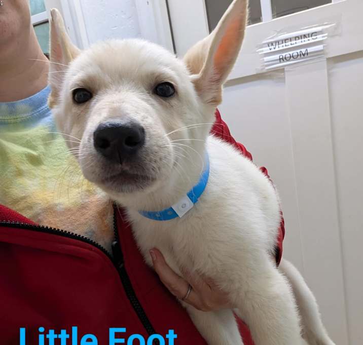 Photo of LITTLE FOOT