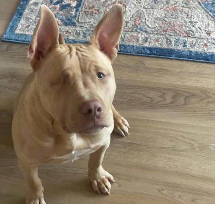 Photo of Enzo