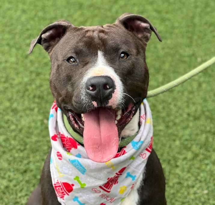 Photo of Enzo