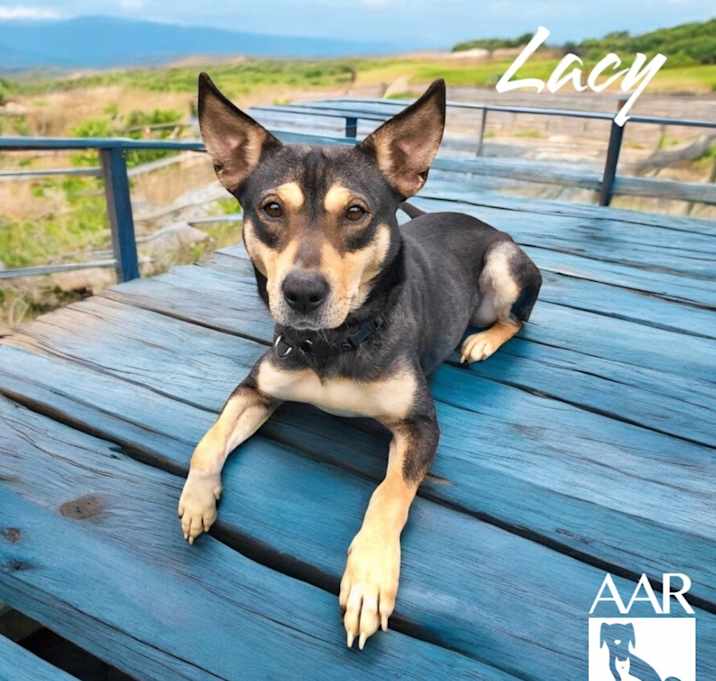 Photo of Lacy