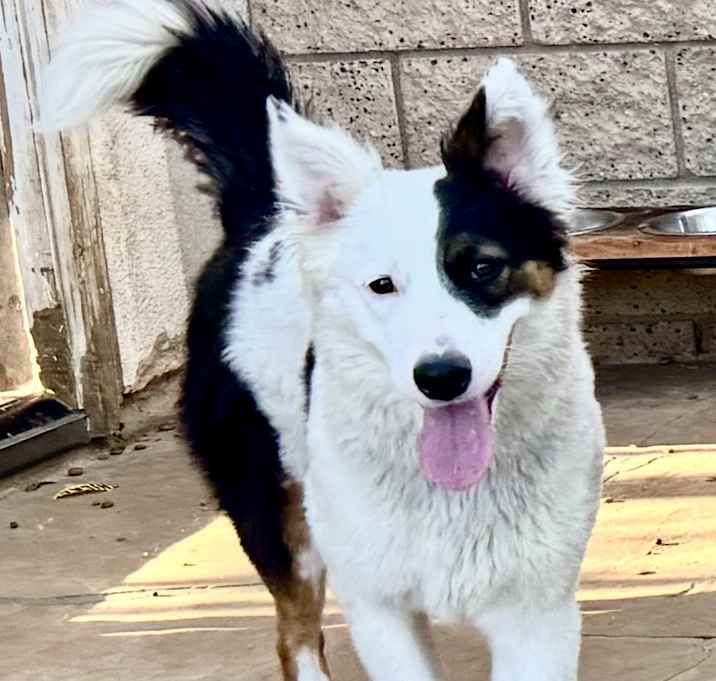 Photo of Shelby