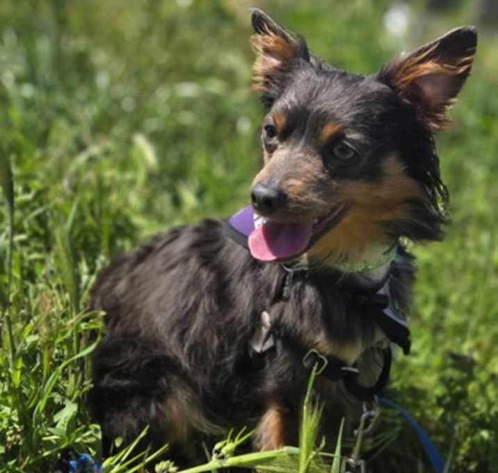 Photo of Ares