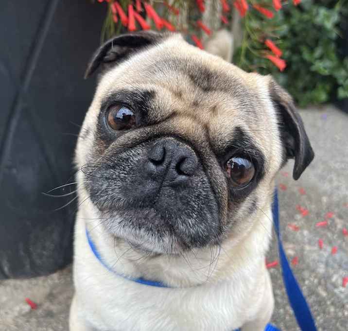 Photo of Boo Boo