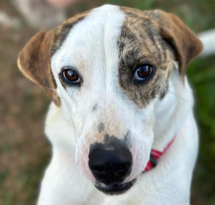 Photo of Butch