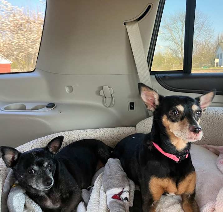 Photo of Molly and Daisy *Bonded Pair*