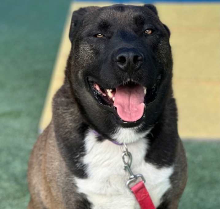 Photo of Coco