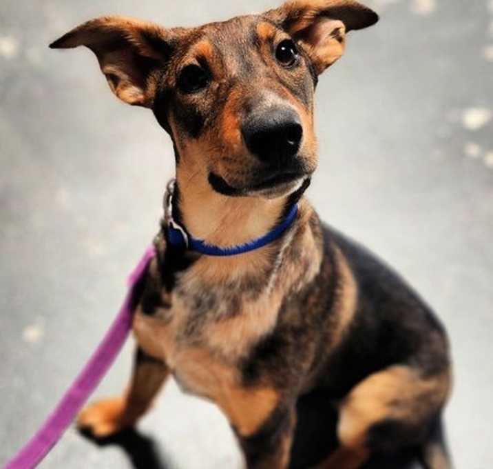 Photo of Buttercup