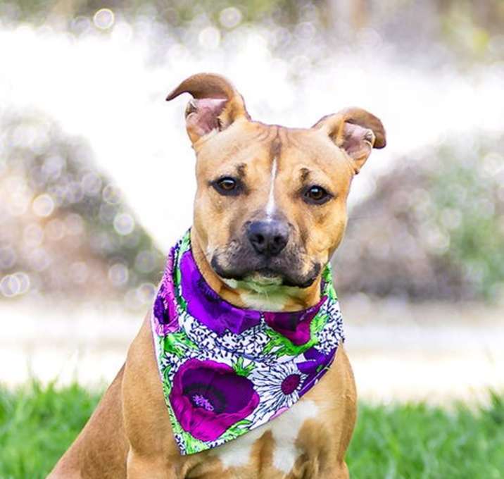 Photo of Penny