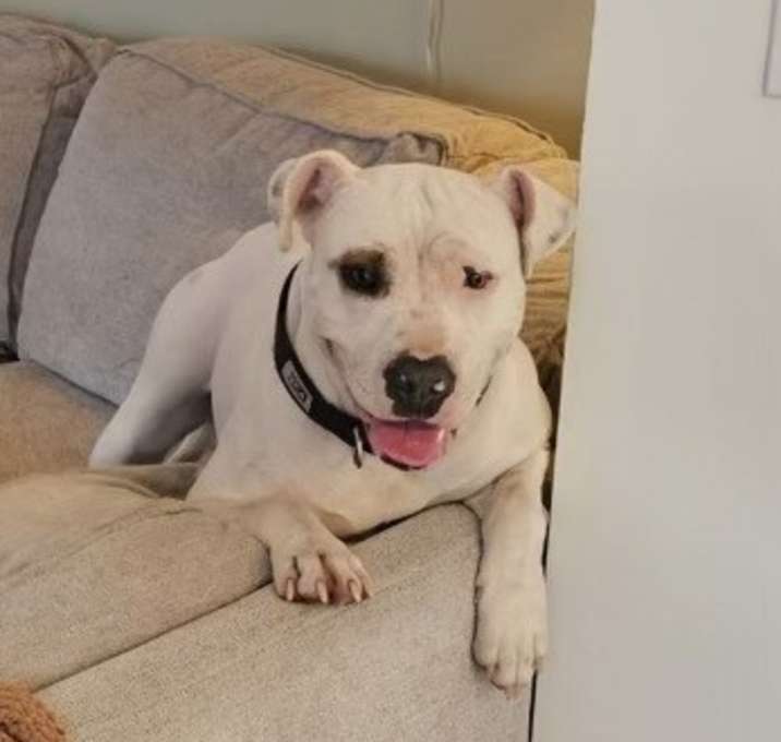 Photo of Pickle
