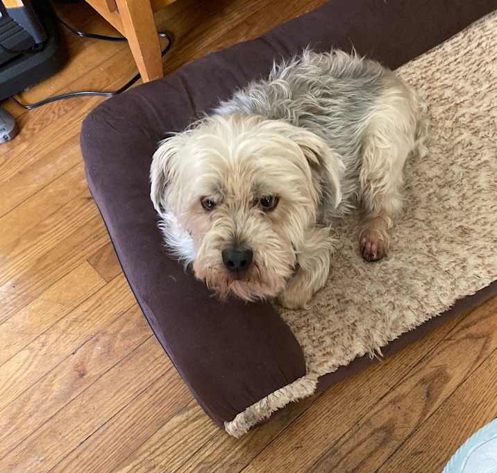 Photo of Teddy