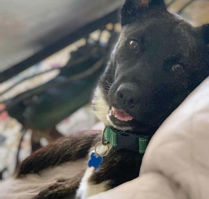 Photo of Cooper