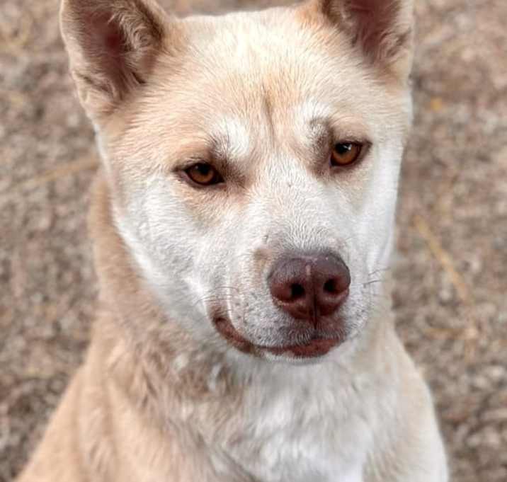 Photo of Oso