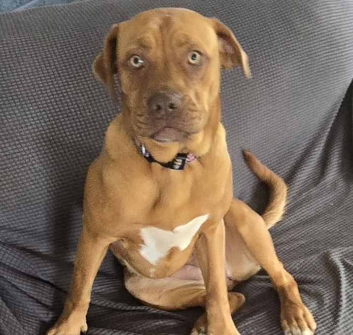 Photo of Razzie (in foster)