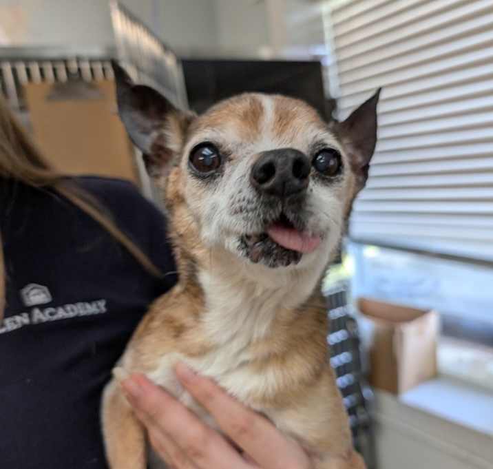 Photo of Chester
