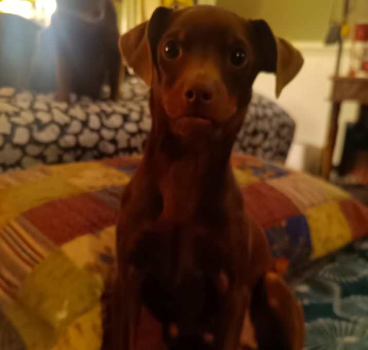 Photo of Choco Taco