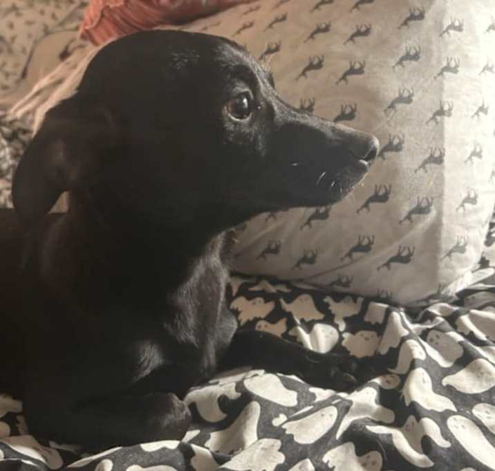 Photo of Blacky