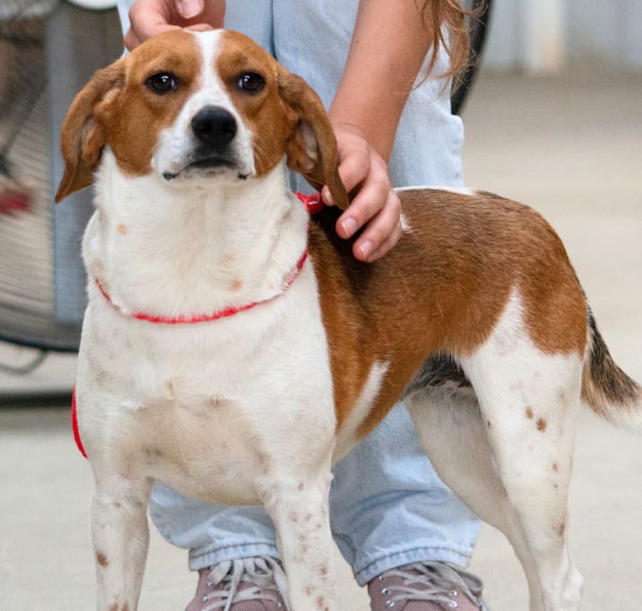 Photo of Ruby