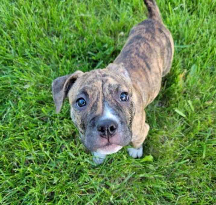 Photo of CocoaPup
