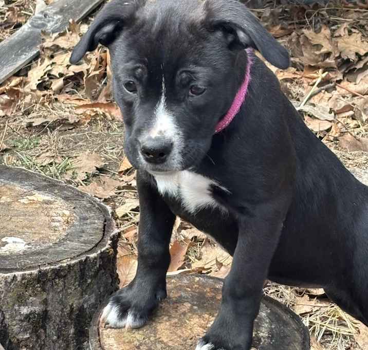 Photo of Luna