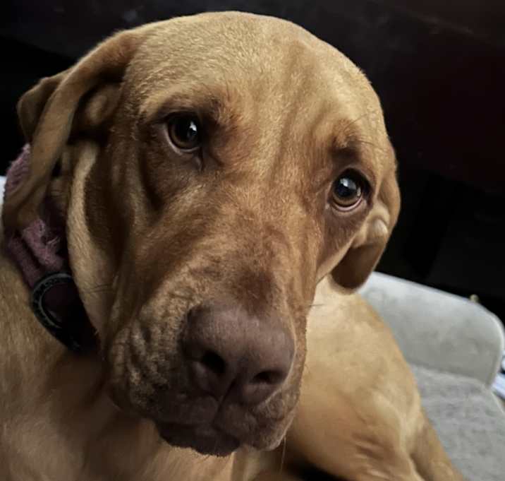 Photo of Cocoa