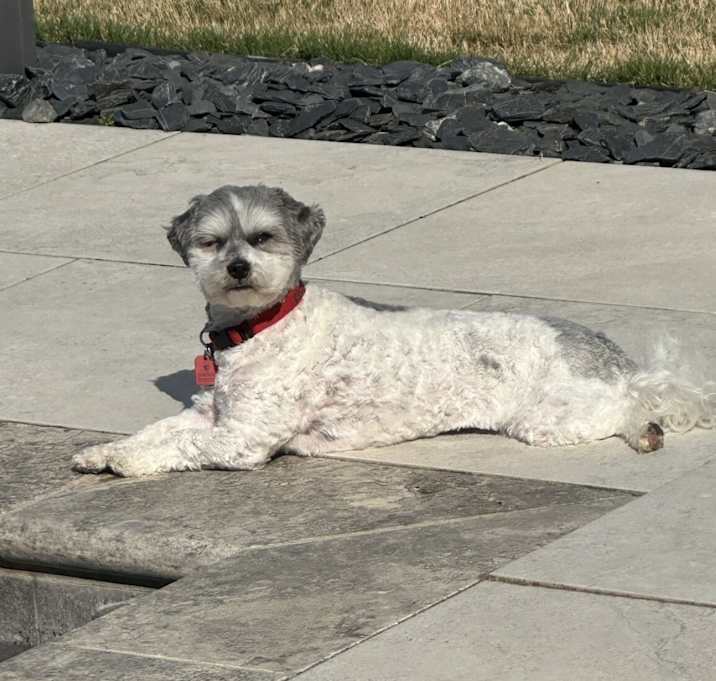 Photo of Bandit