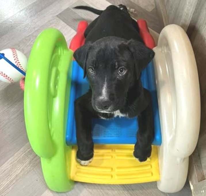 Photo of Chip