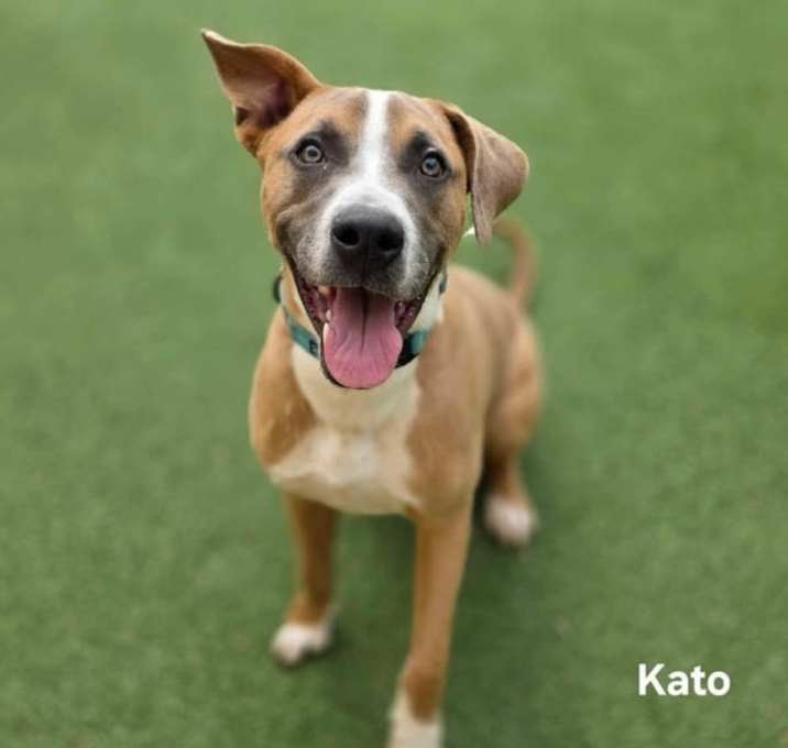 Photo of Kato