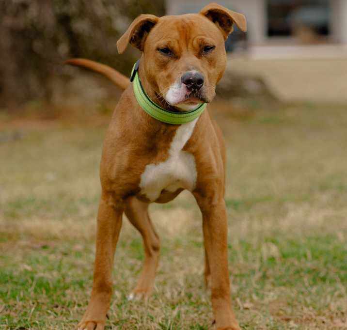 Photo of Acorn
