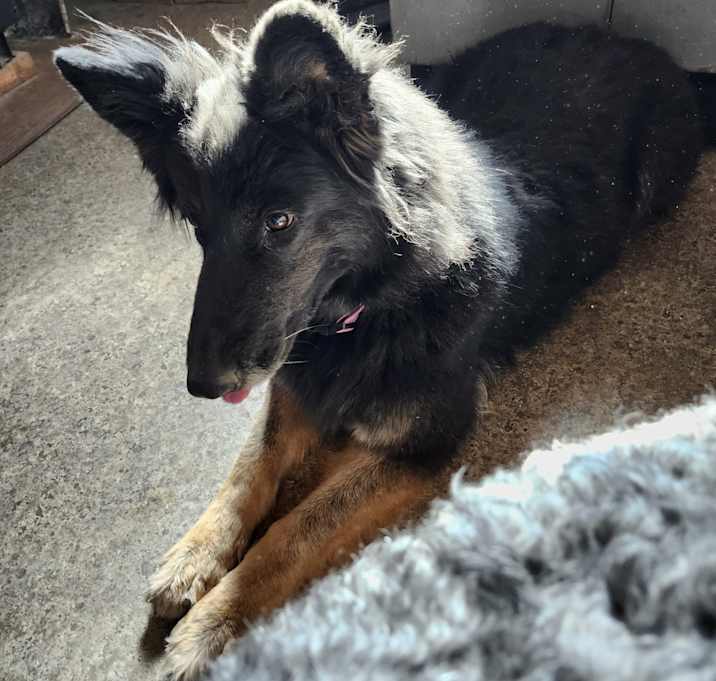 Photo of Kona