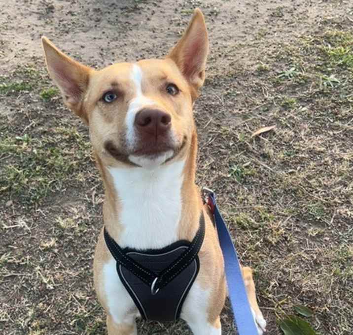 Photo of Nala