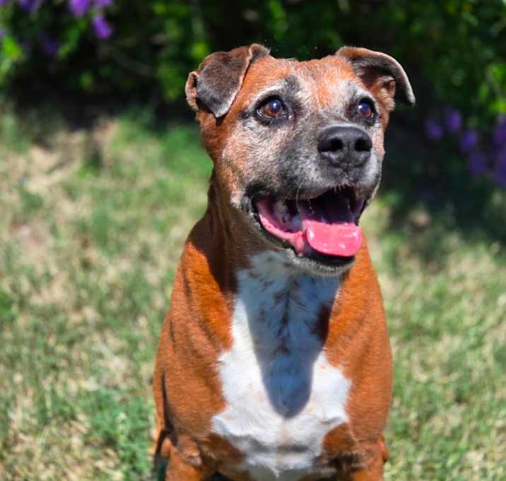 Photo of Brandy