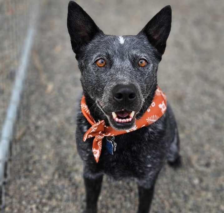 Photo of Bernard (Bear)