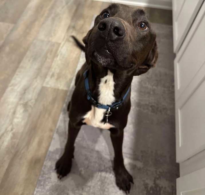 Photo of Cooper