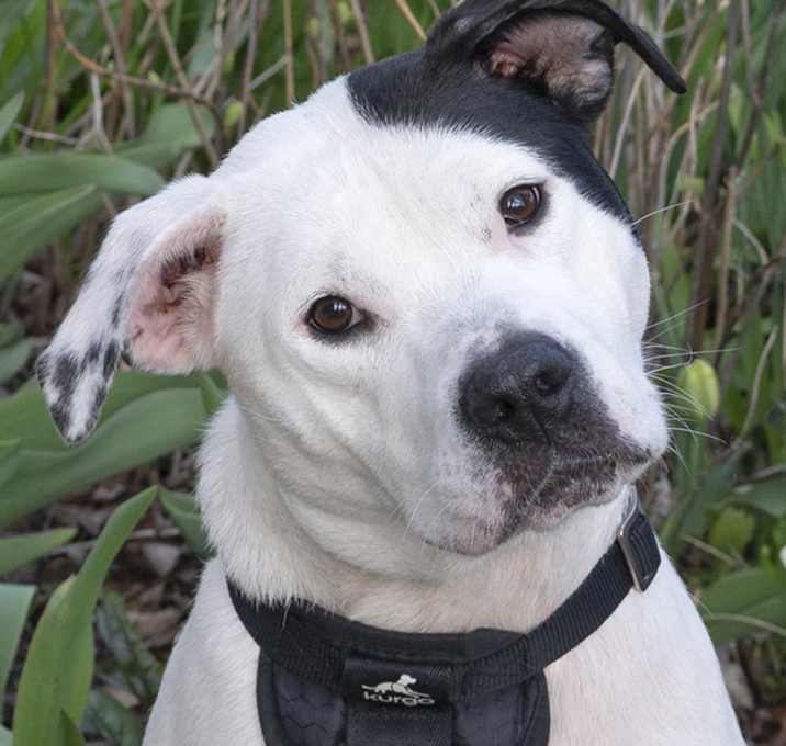 Photo of Skye