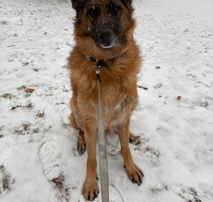 Photo of BRUCE