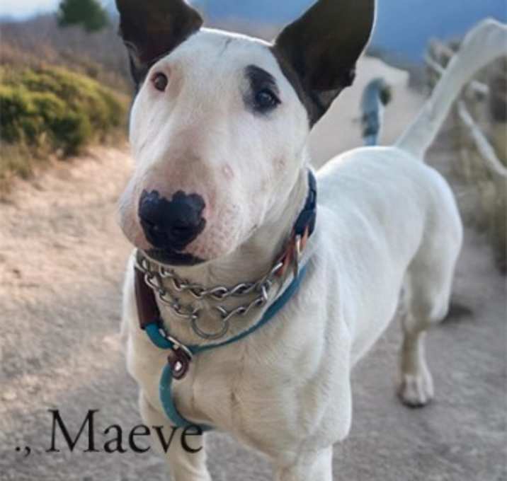 Photo of Maeve