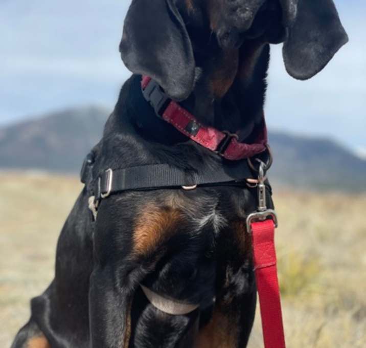 Photo of Elvis