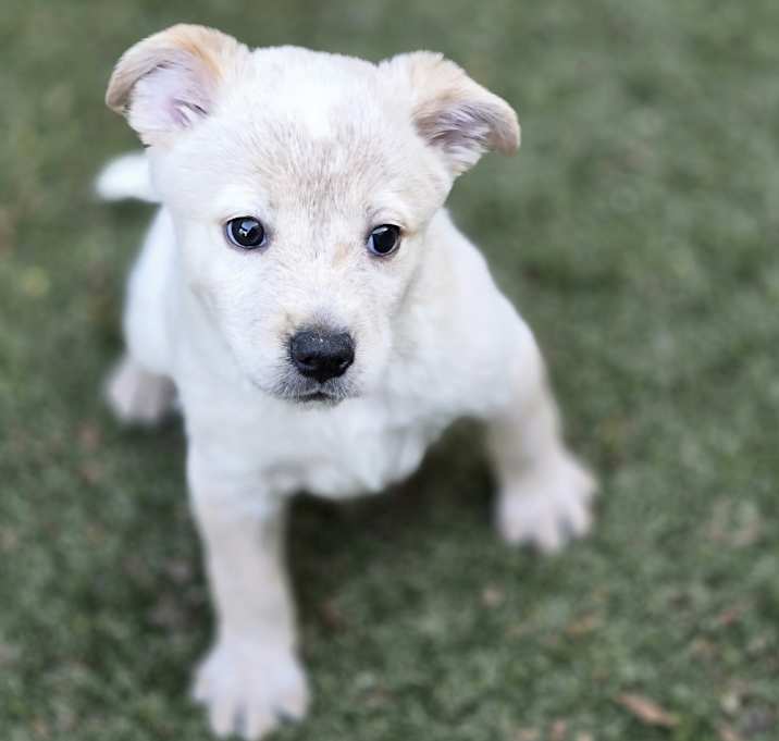 Photo of Aries