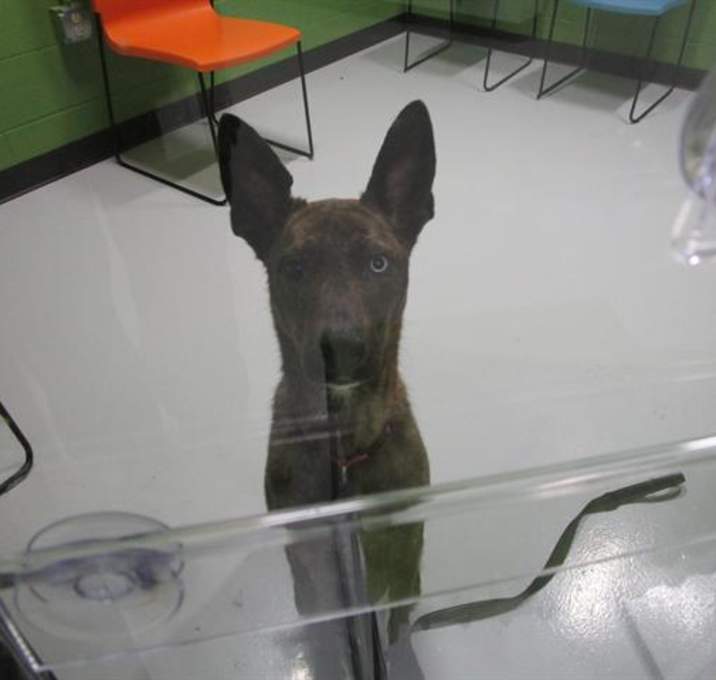 Photo of GOOSE