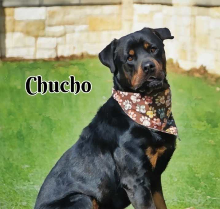 Photo of ChuCho