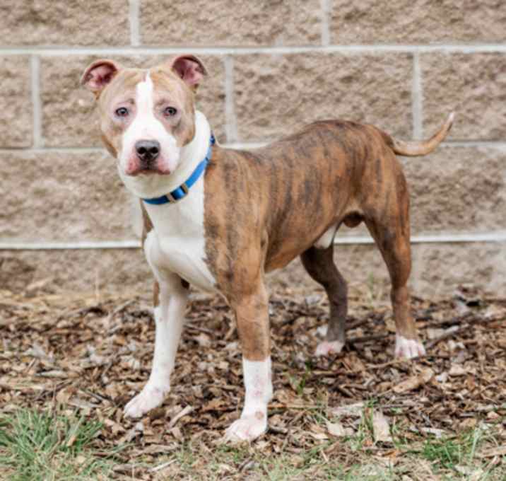 Photo of Brad Pitty