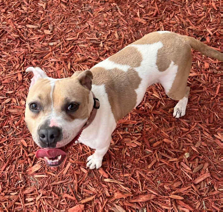Photo of Hopper