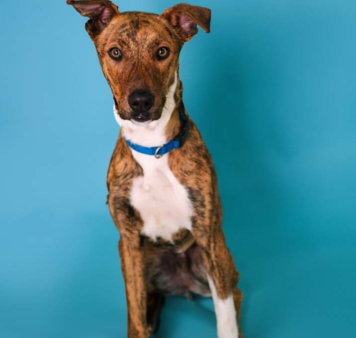 Photo of Roscoe