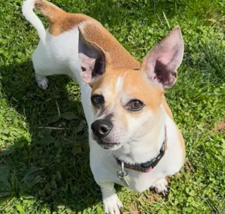 Photo of Brutus
