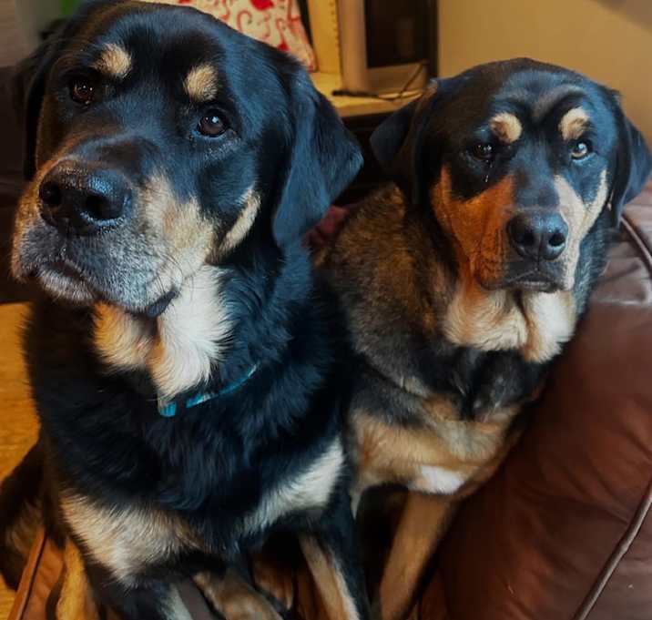 Photo of Courtesy Post- Mavis (bonded pair to Hades)
